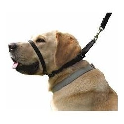 Collar Perro Canny Negro Talla 2