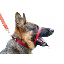 Collar Perro Canny Rojo Talla 6